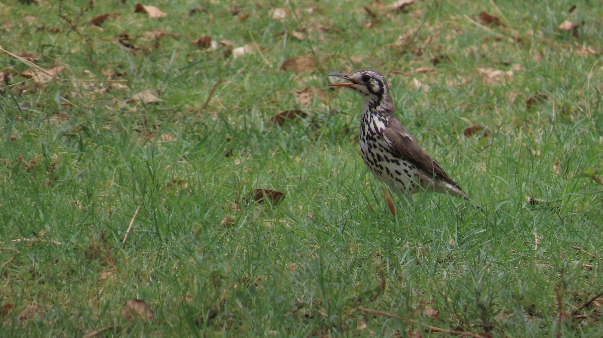Groundscraper Thrush - ML645117662