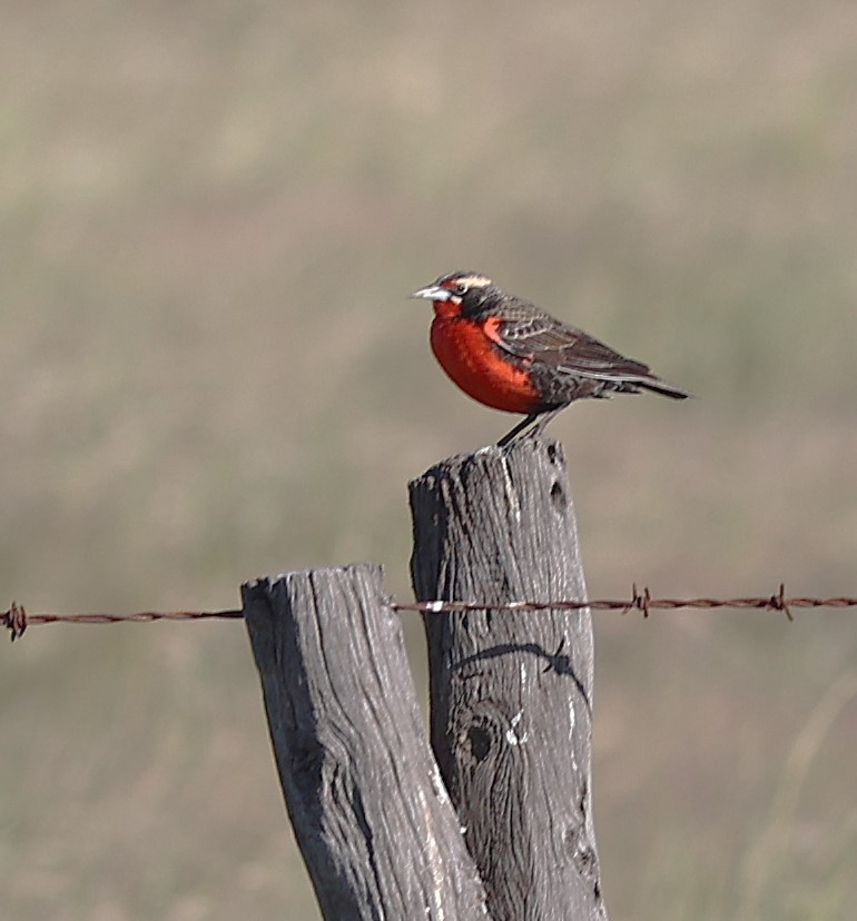 Pampas Pipit - ML645117674