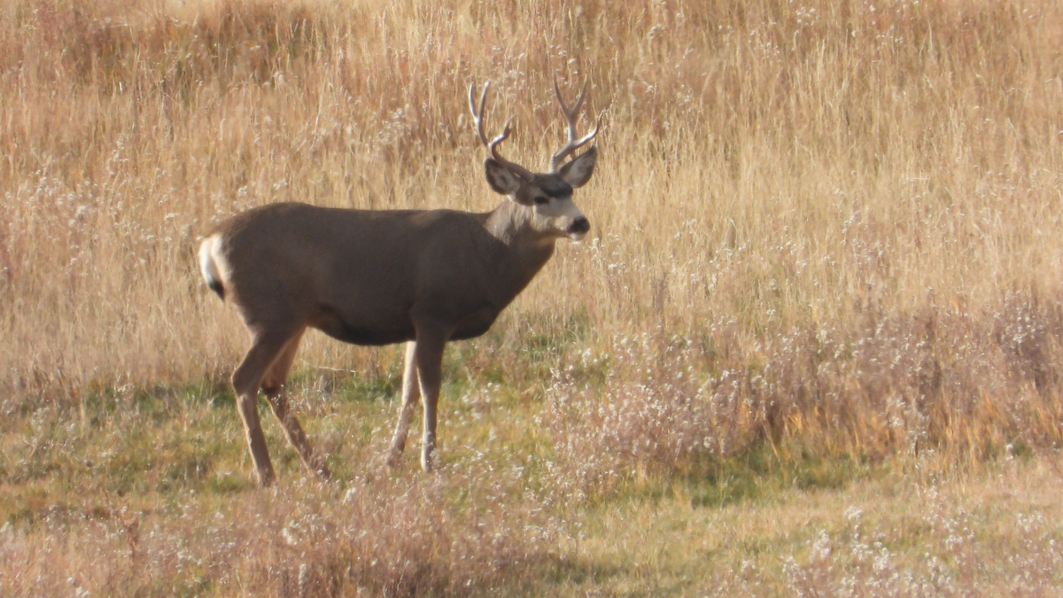 Mule Deer - ML645117721