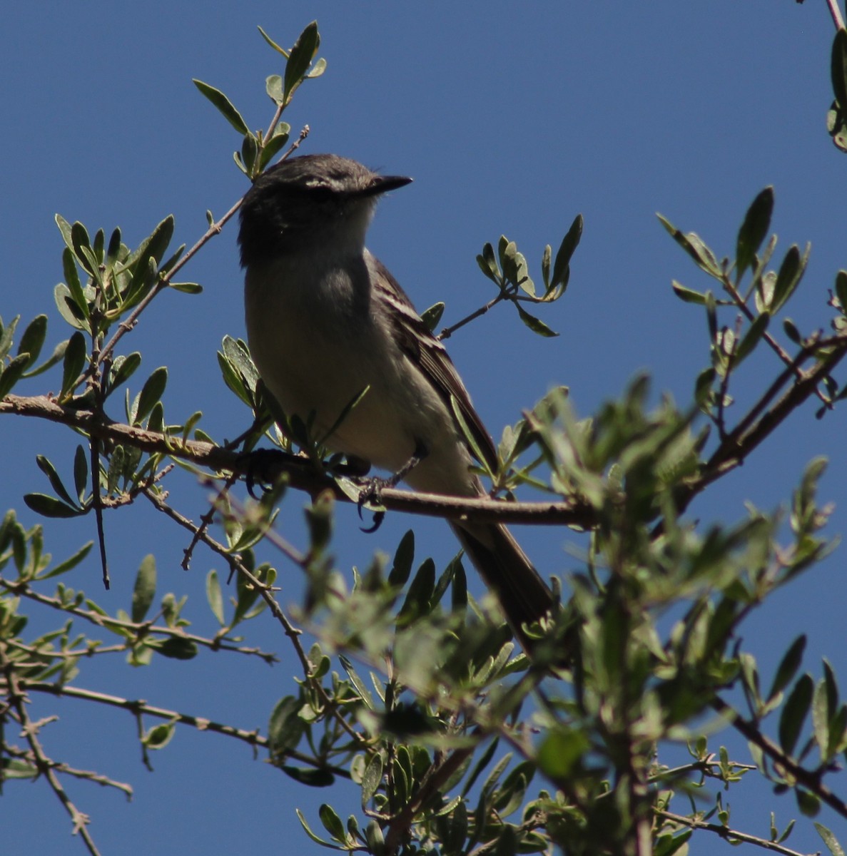 White-crested Tyrannulet - ML645117728