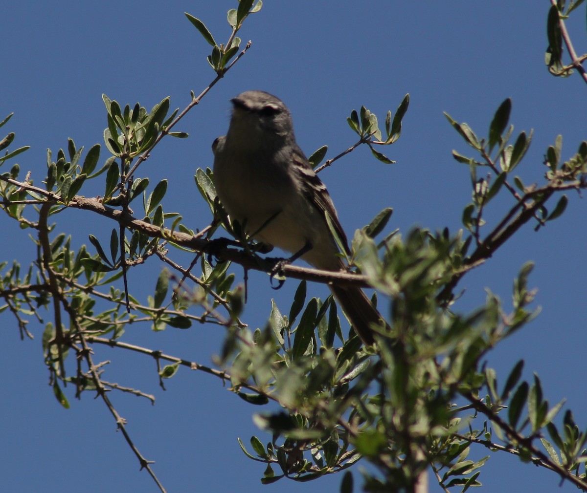 White-crested Tyrannulet - ML645117729