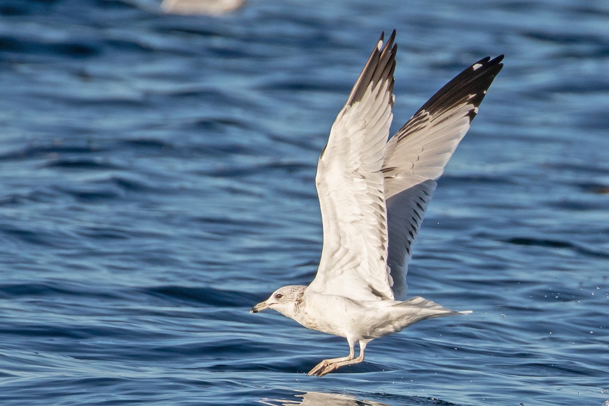 Büyük Kara Sırtlı Martı - ML645117739