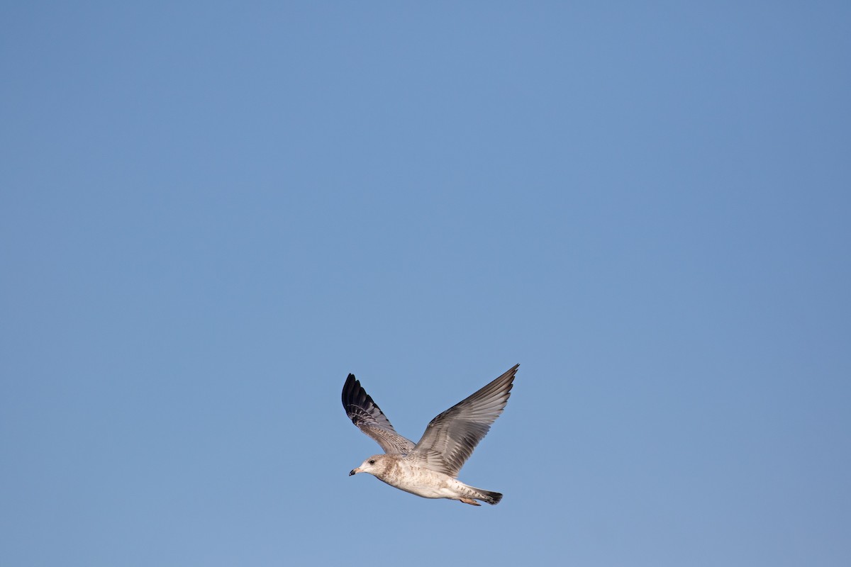 Büyük Kara Sırtlı Martı - ML645117740