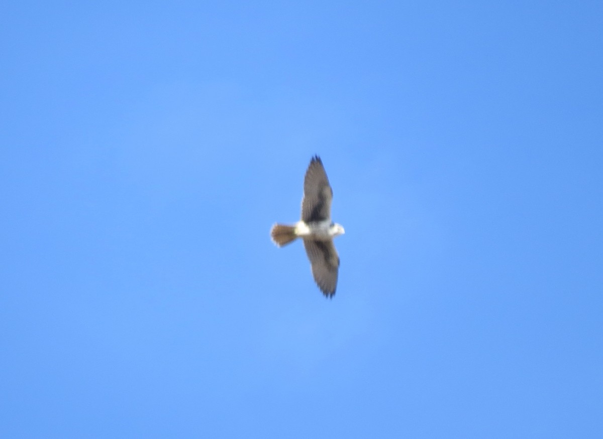 Prairie Falcon - ML645117752