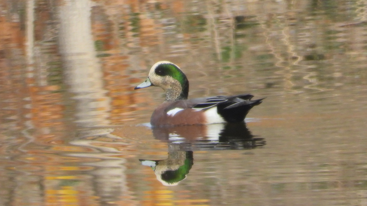 American Wigeon - ML645117764