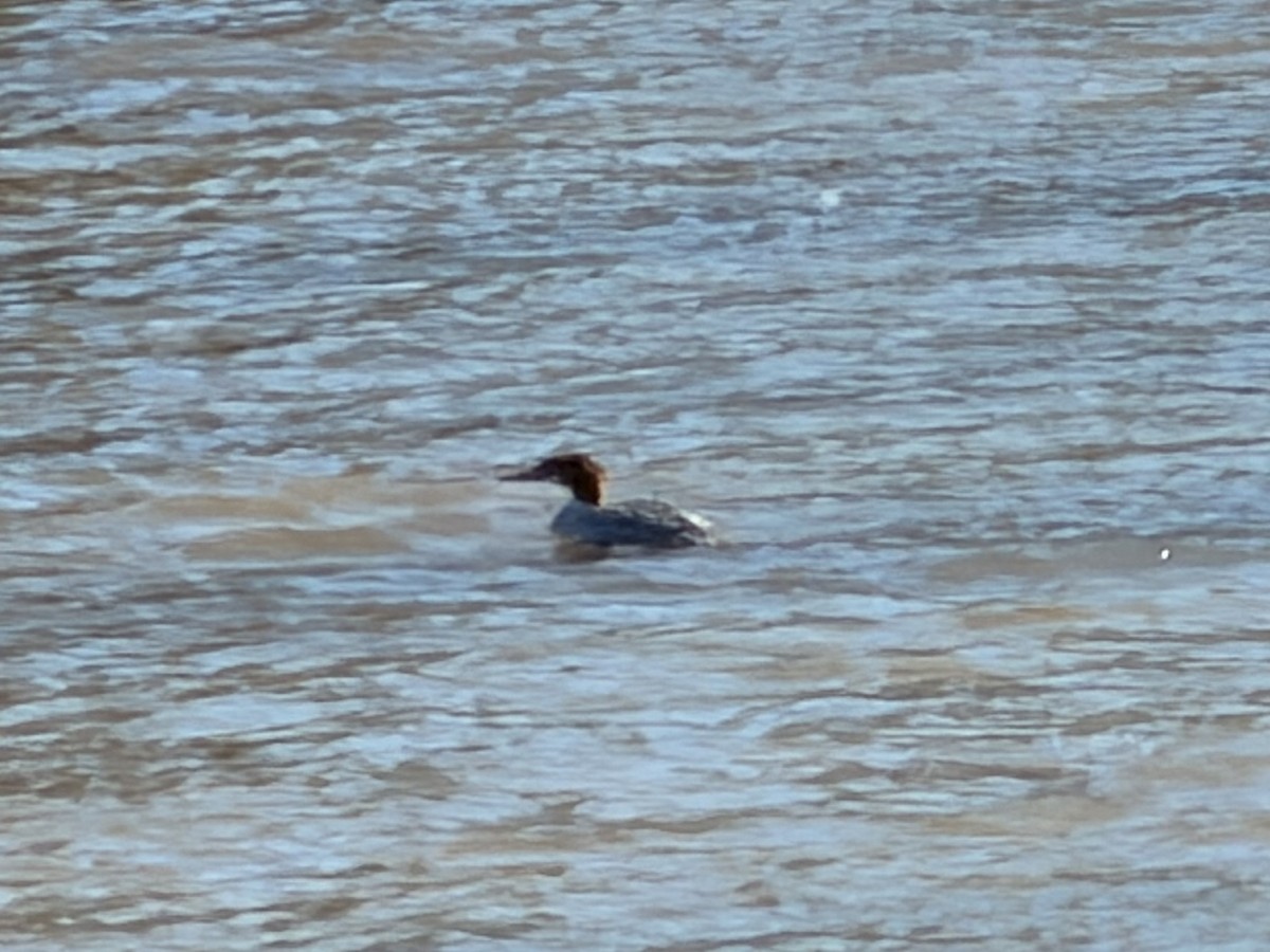 Common Merganser - ML645117769