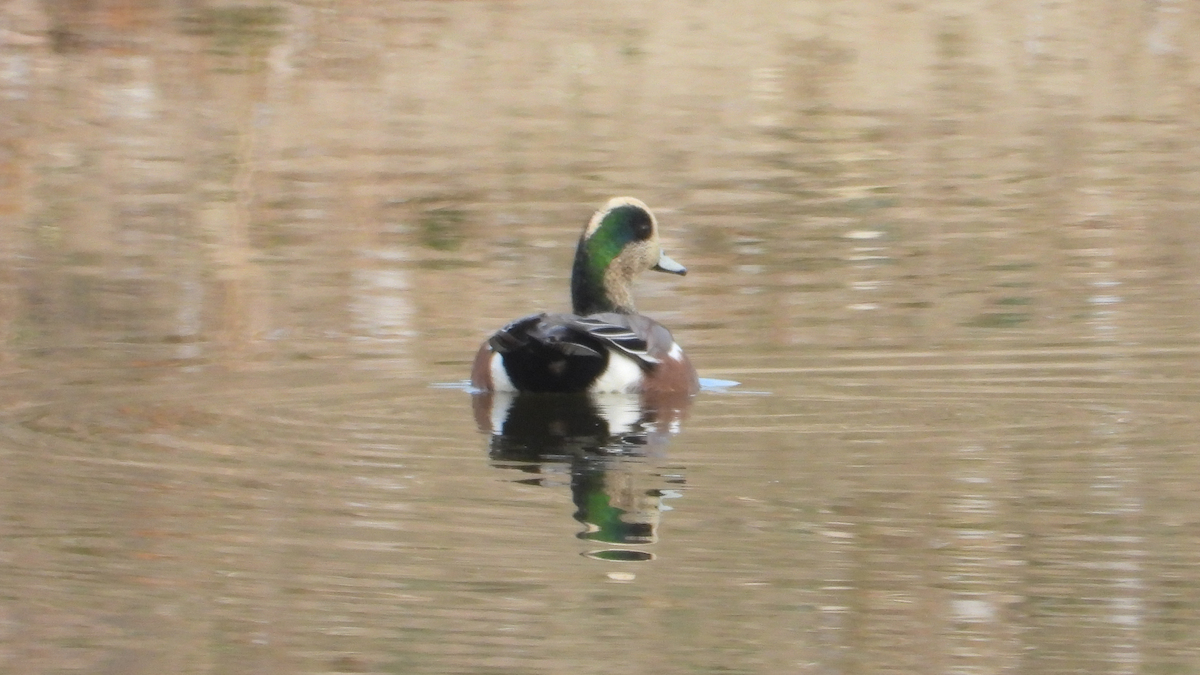 American Wigeon - ML645117770