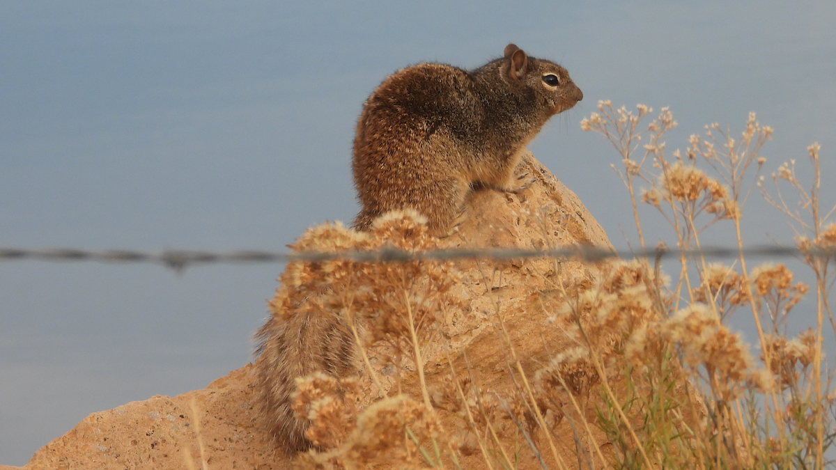Rock Squirrel - ML645117806