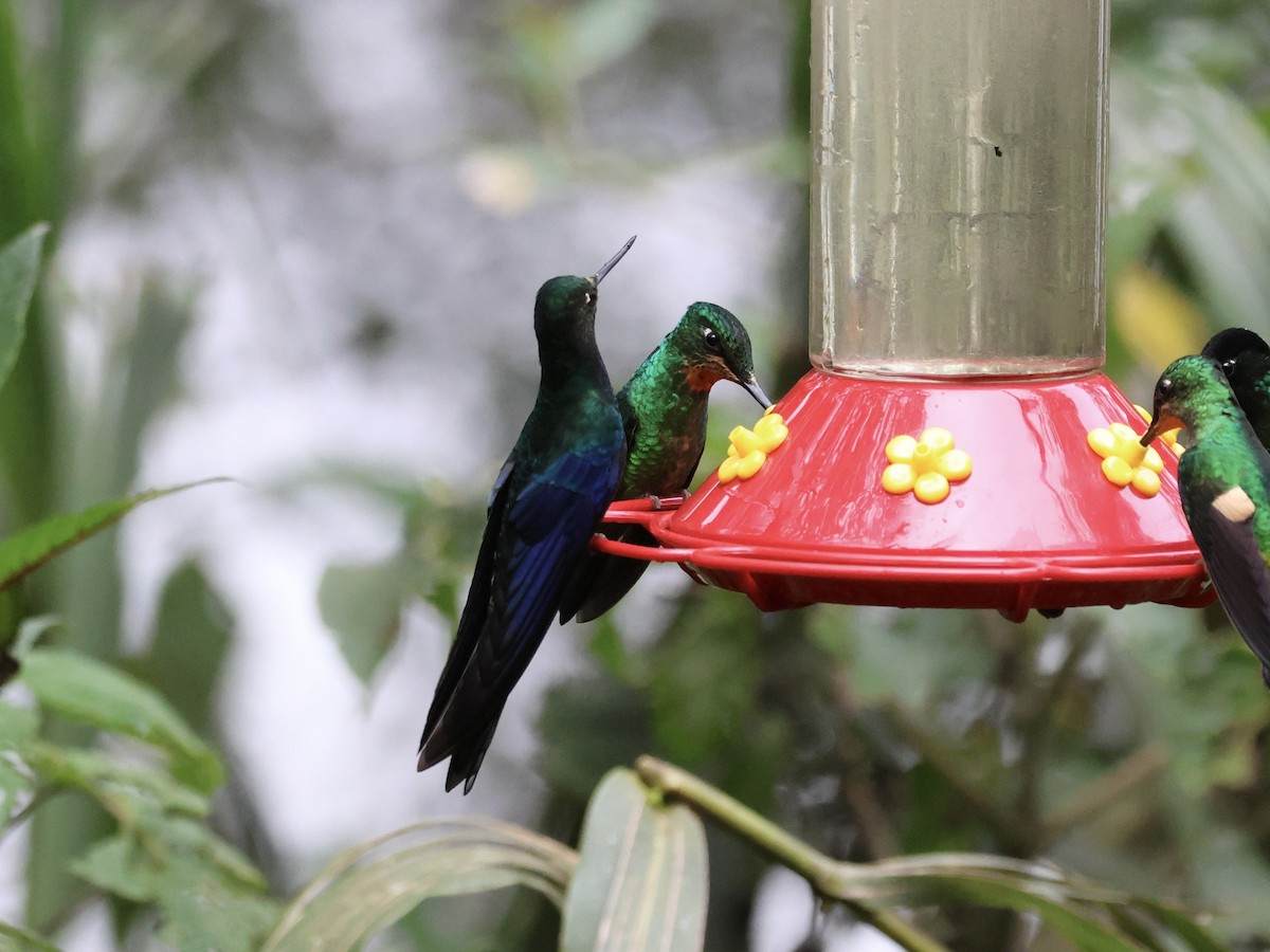 Great Sapphirewing - ML645117810