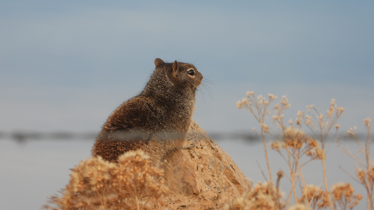 Animals - ML645117811