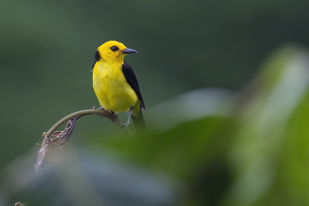 Black-and-yellow Tanager - ML645117813