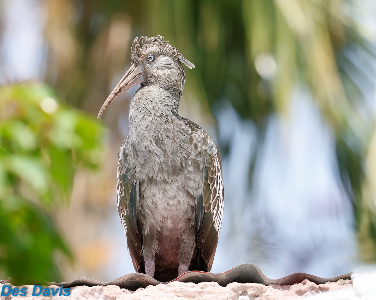 Wattled Ibis - ML645117830