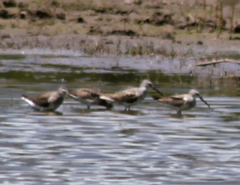 Stilt Sandpiper - ML645117844