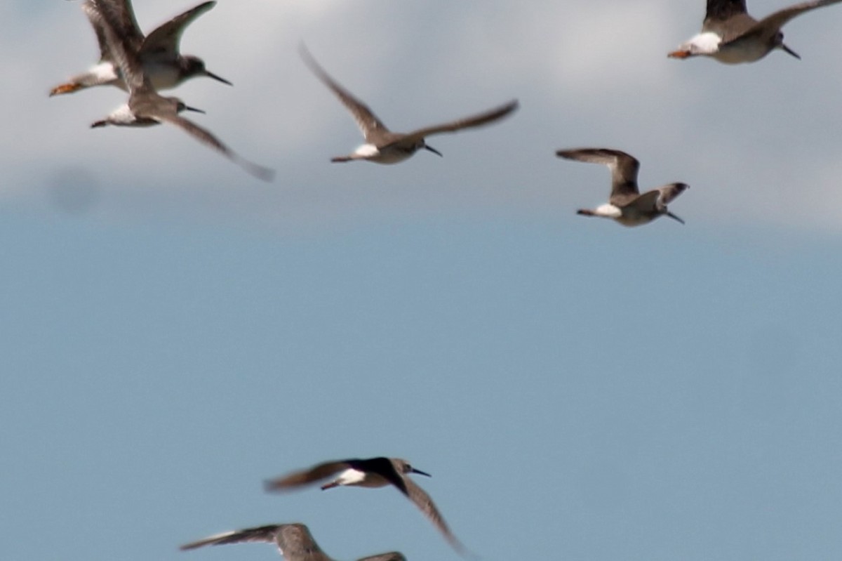 Stilt Sandpiper - ML645117845