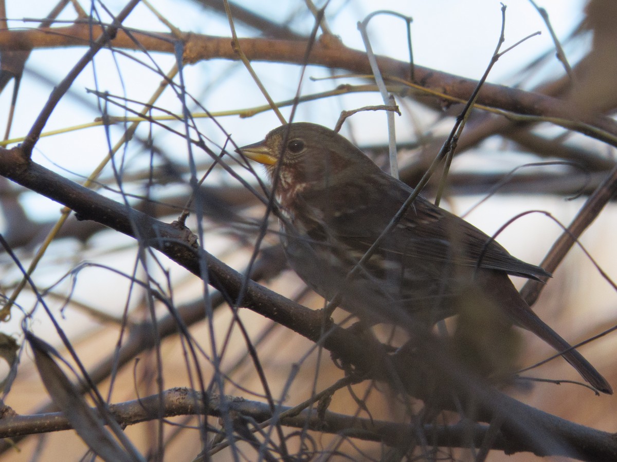 Fox Sparrow - ML645117855