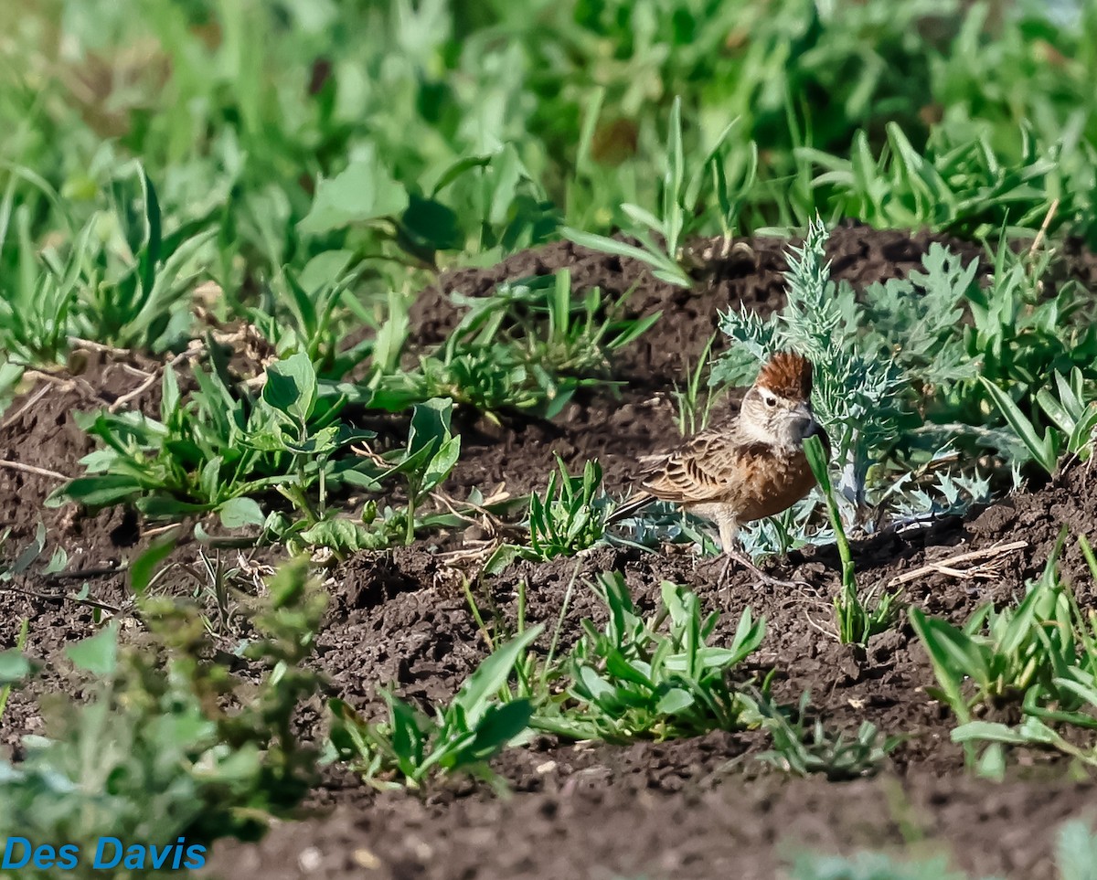 Blanford's Lark (Erlanger's) - ML645117859