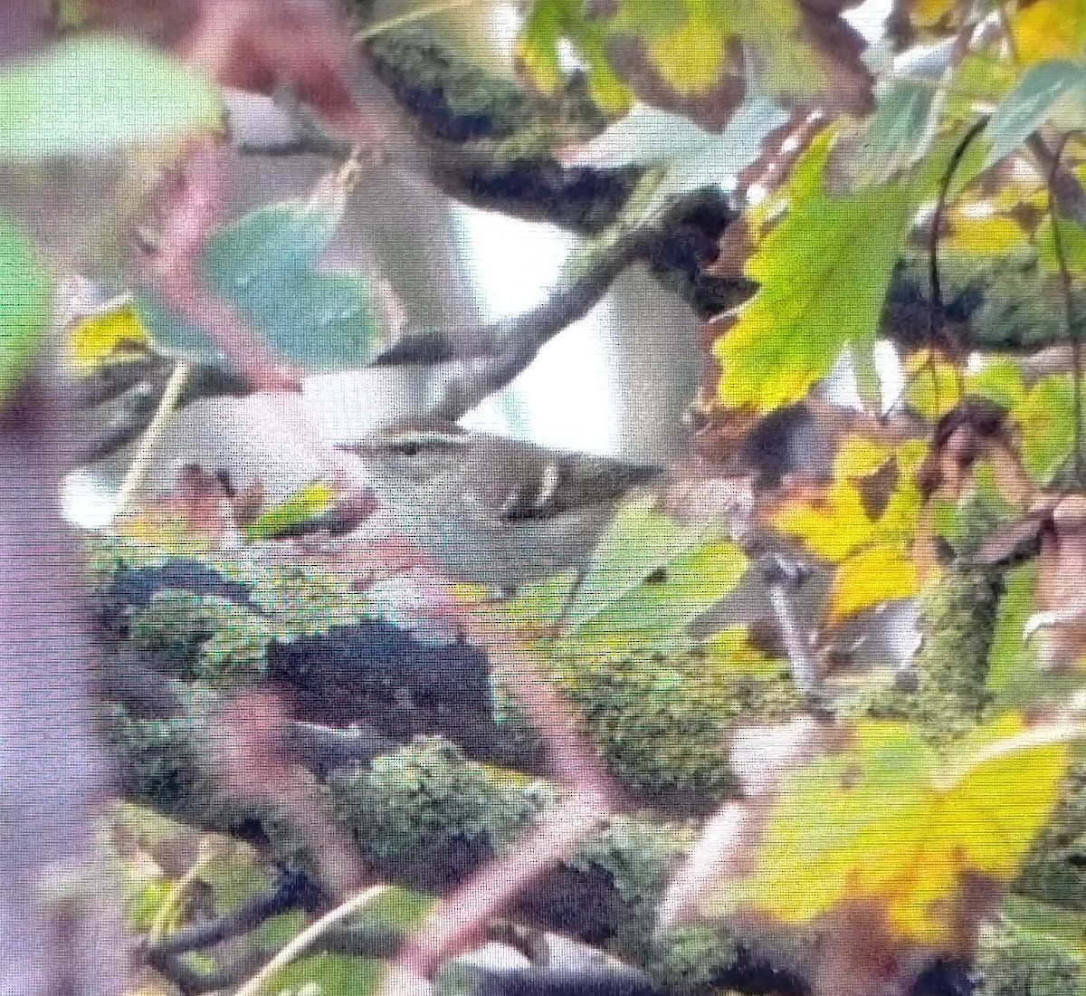 Yellow-browed Warbler - ML645117868