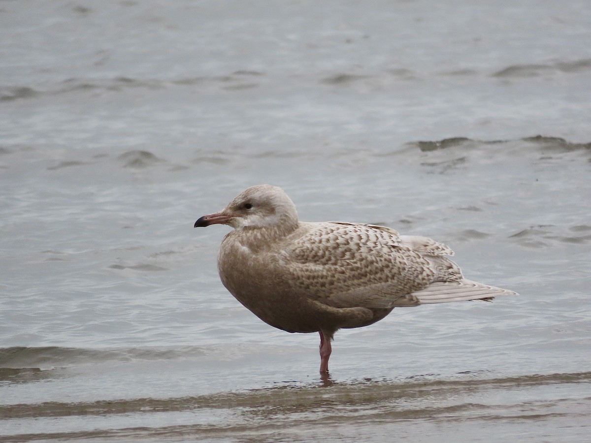 Gavión Hiperbóreo - ML645117874