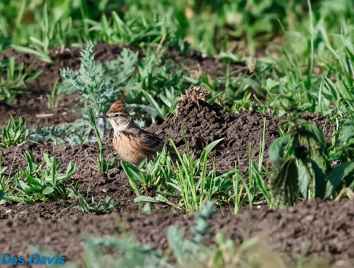 Blanford's Lark (Erlanger's) - ML645117875