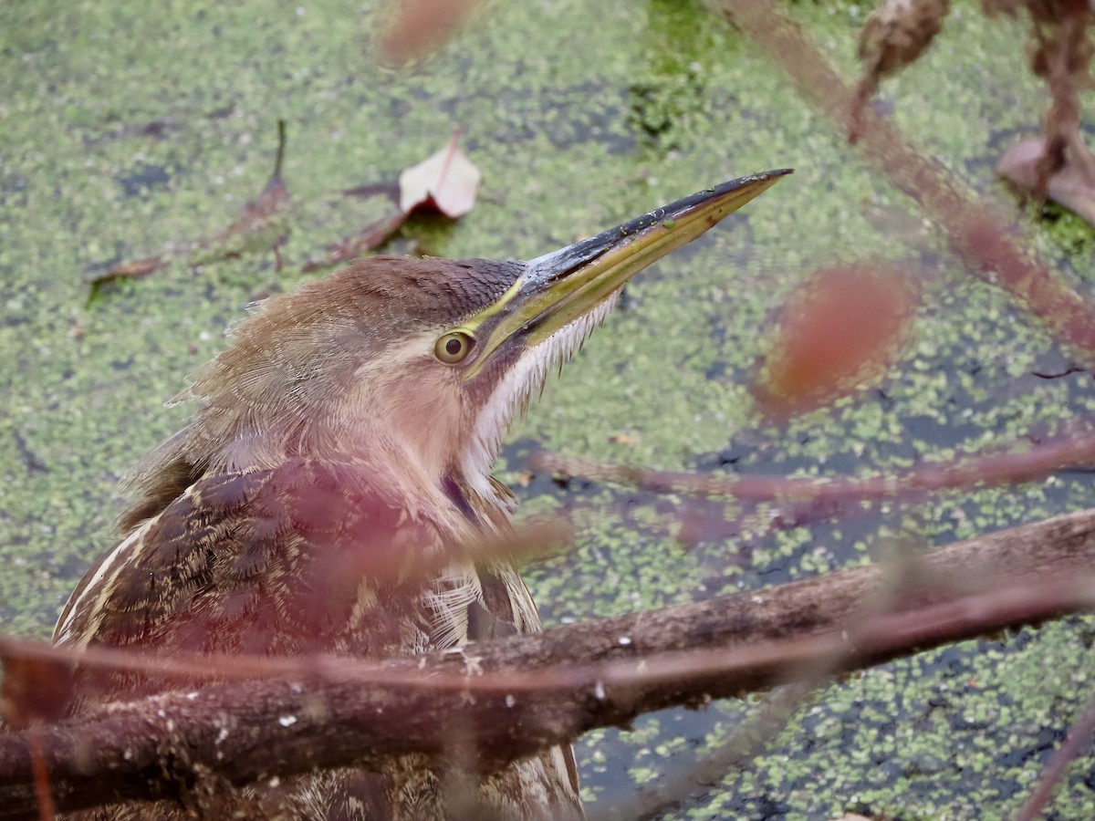 Amerika Balabanı - ML645117887