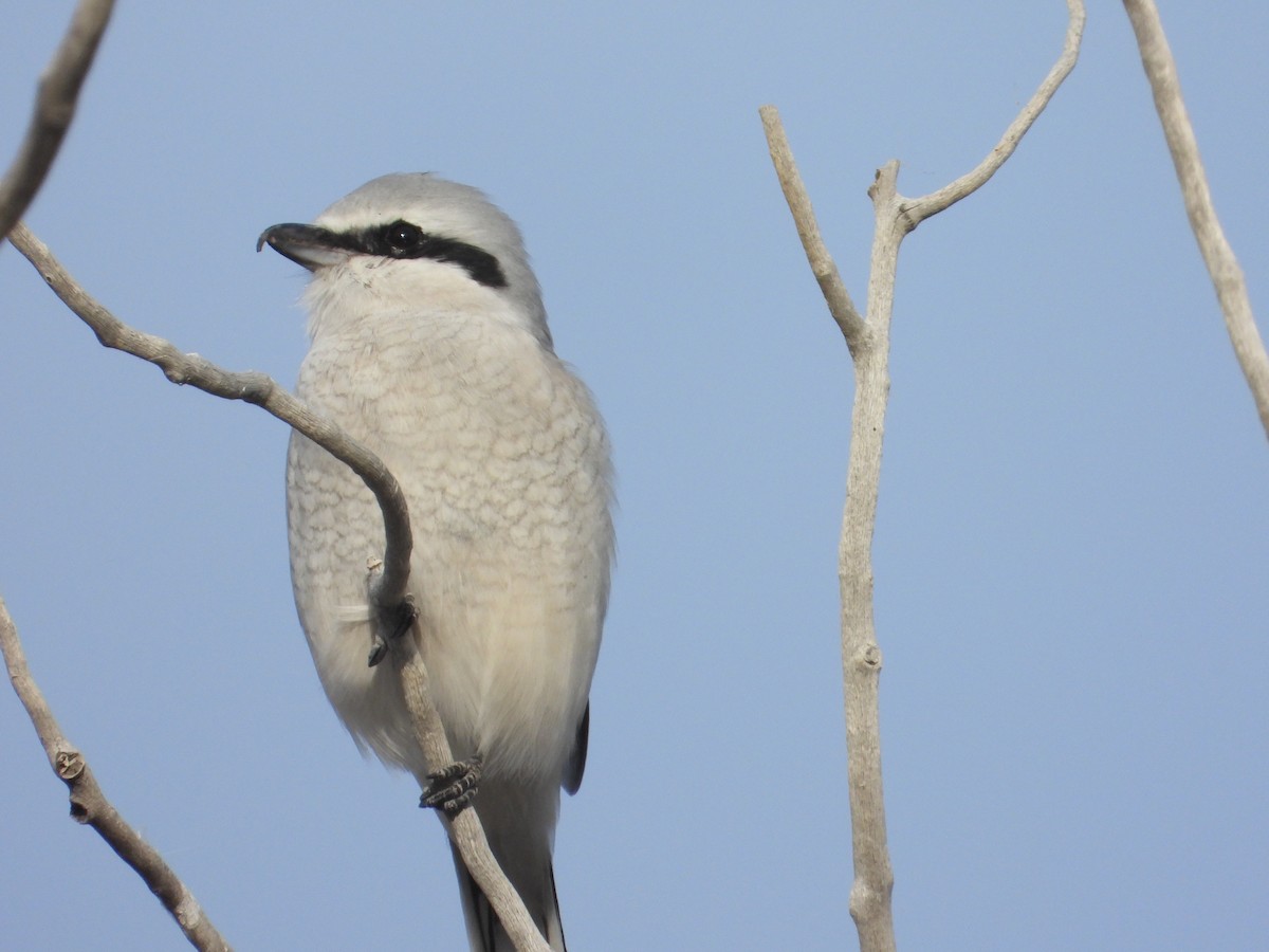 Northern Shrike - ML645117893