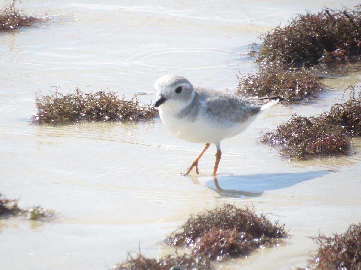 Piping Plover - ML645117904