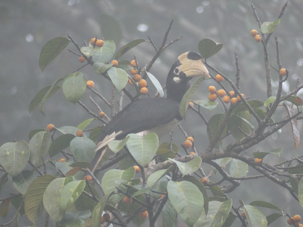Malabar Pied-Hornbill - ML645117940