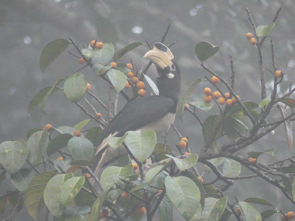 Malabar Pied-Hornbill - ML645117941
