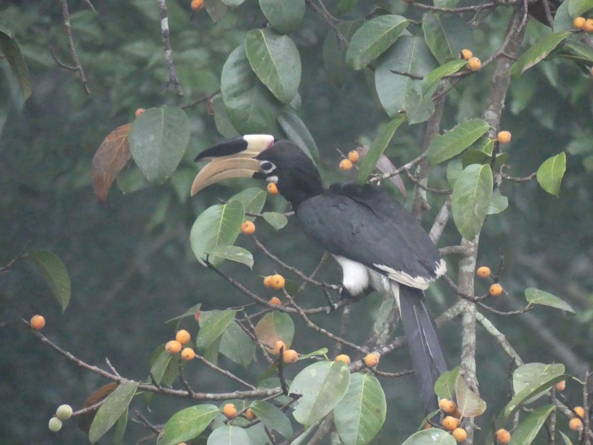 Malabar Pied-Hornbill - ML645117942