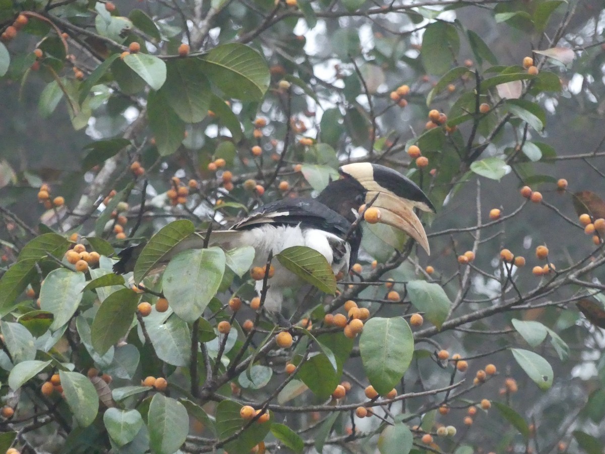 Malabar Pied-Hornbill - ML645117943