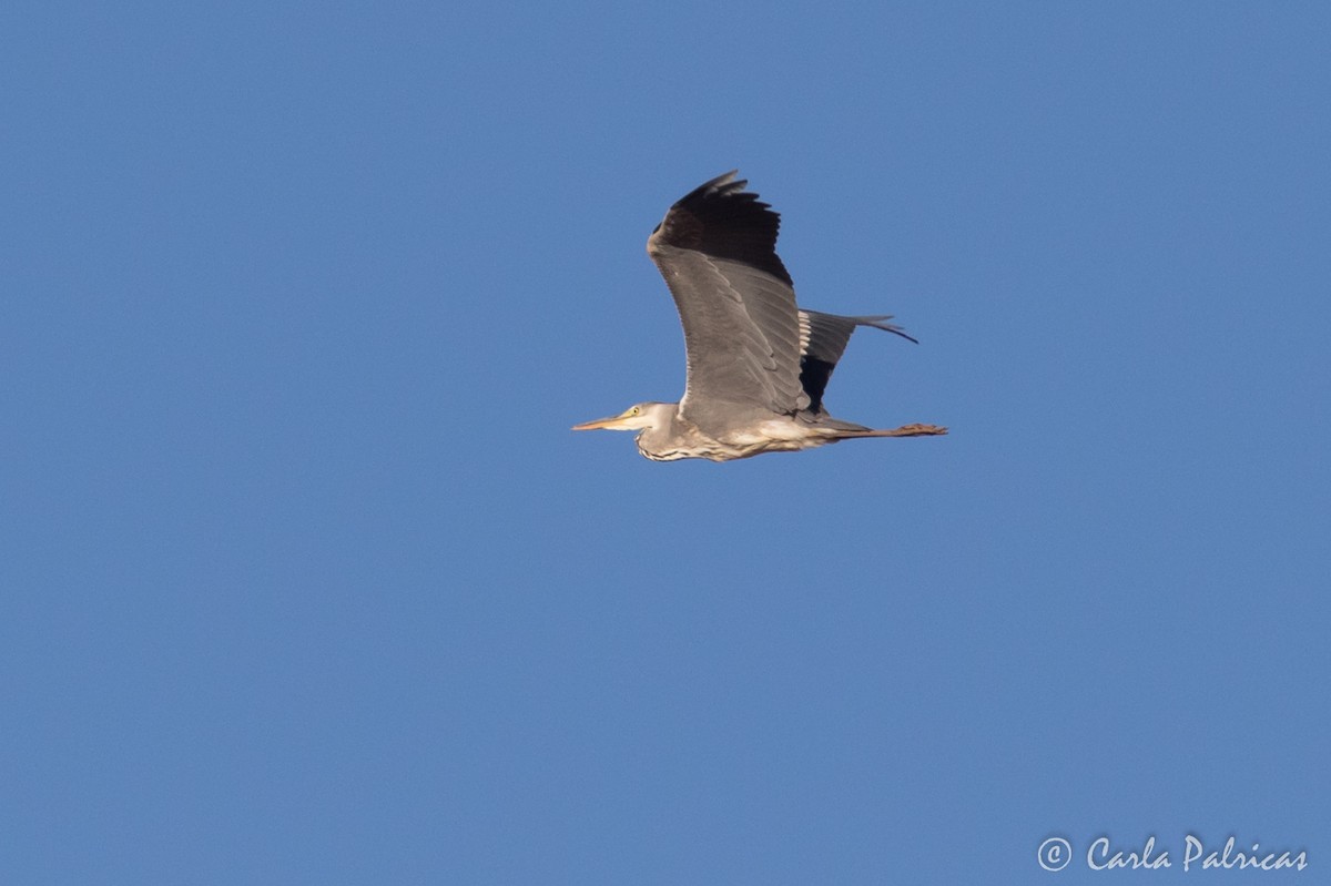 Gray Heron - ML645117944