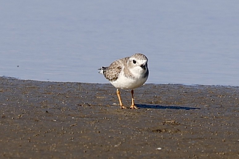 Piping Plover - ML645117951
