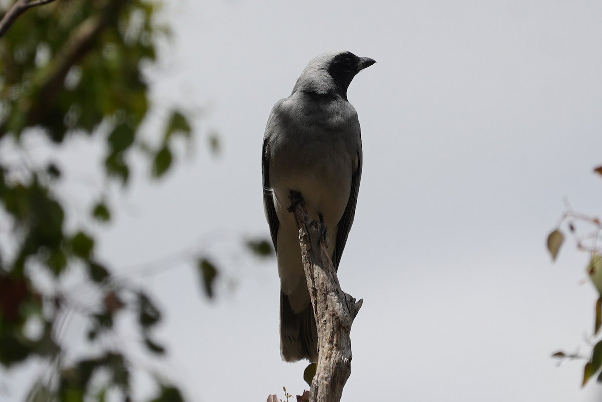 Black-faced Cuckooshrike - ML645117953