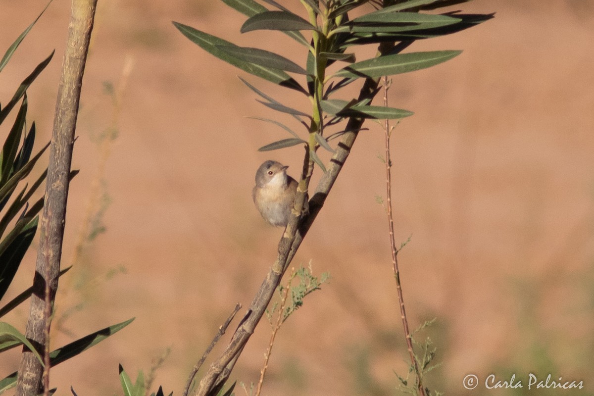 Fauvette passerinette - ML645117957