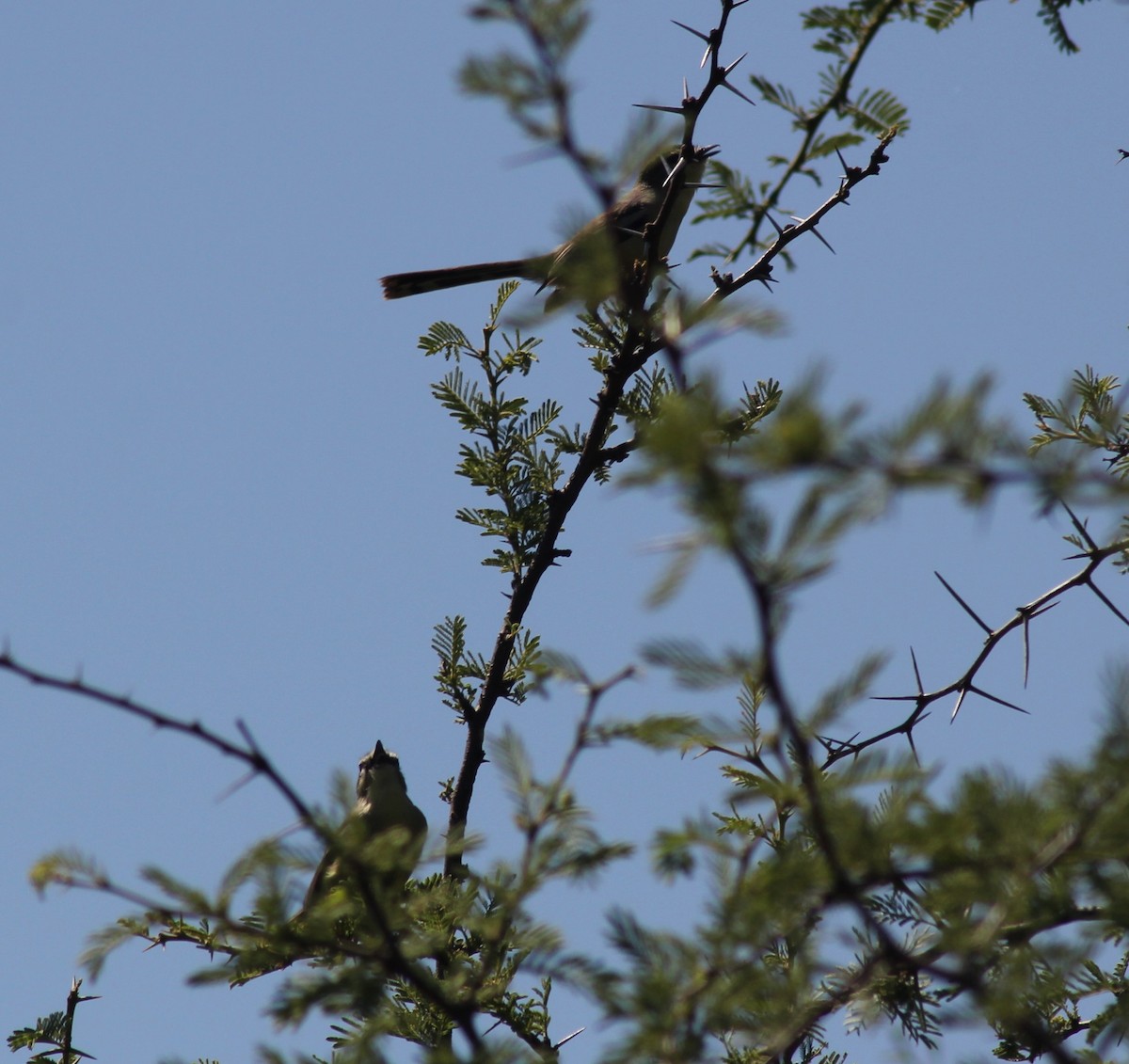 Greater Wagtail-Tyrant - ML645117958