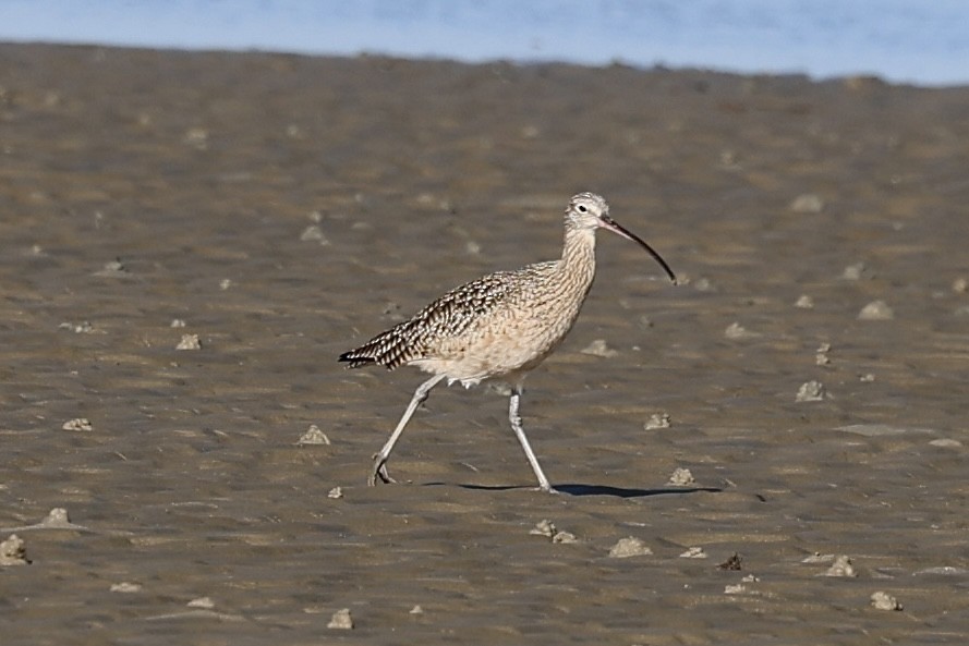 Long-billed Curlew - ML645117964