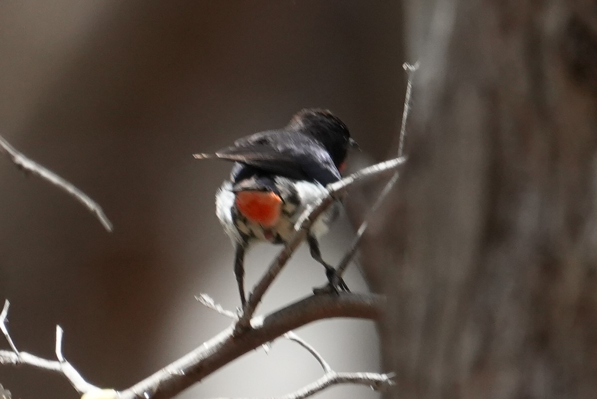 Picaflores Golondrina (Golondrina) - ML645117969