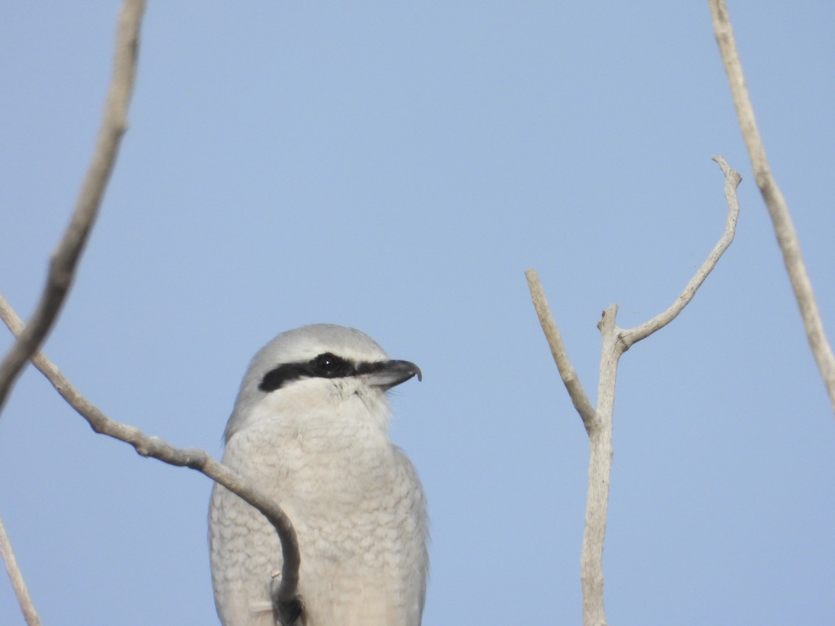 Northern Shrike - ML645117975