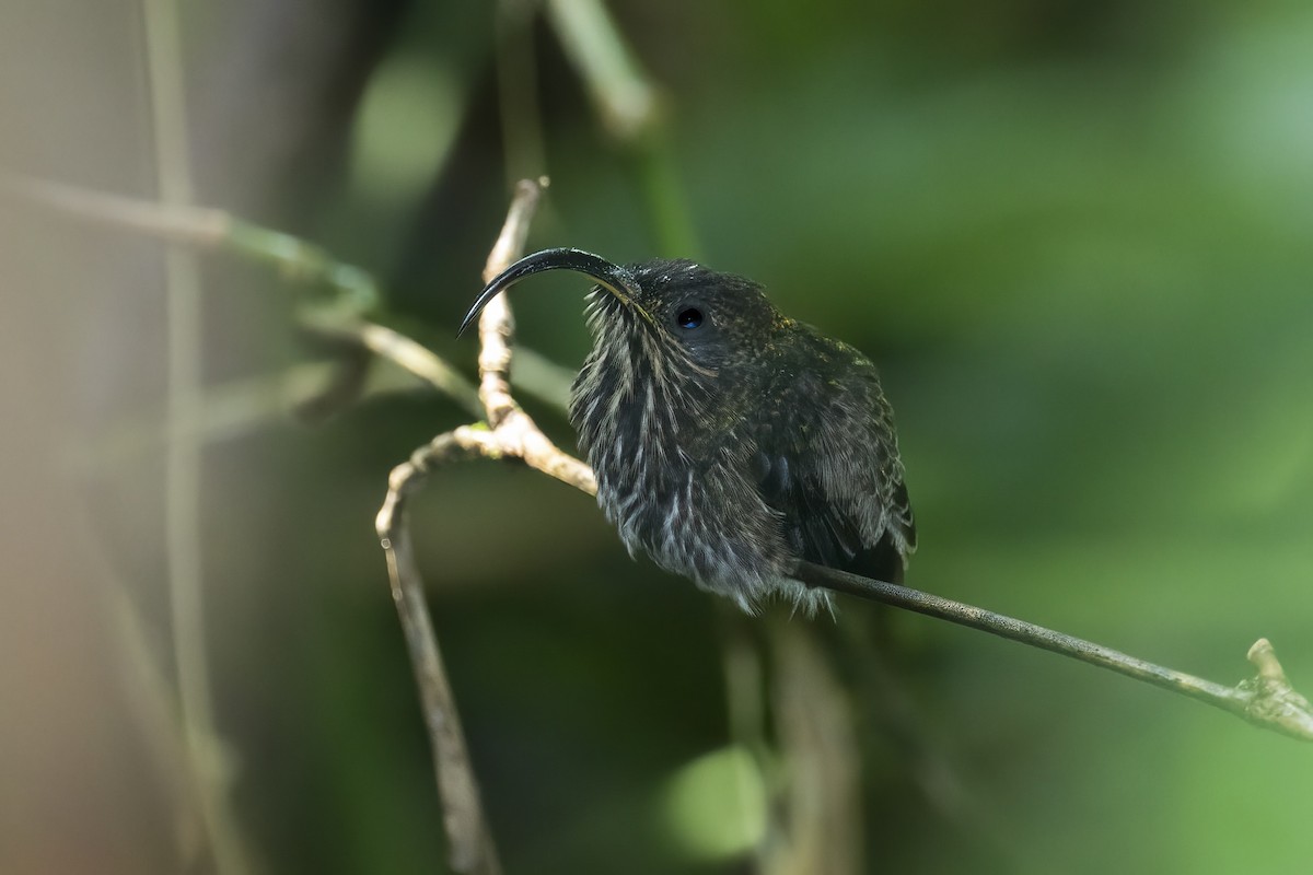 White-tipped Sicklebill - ML645118010