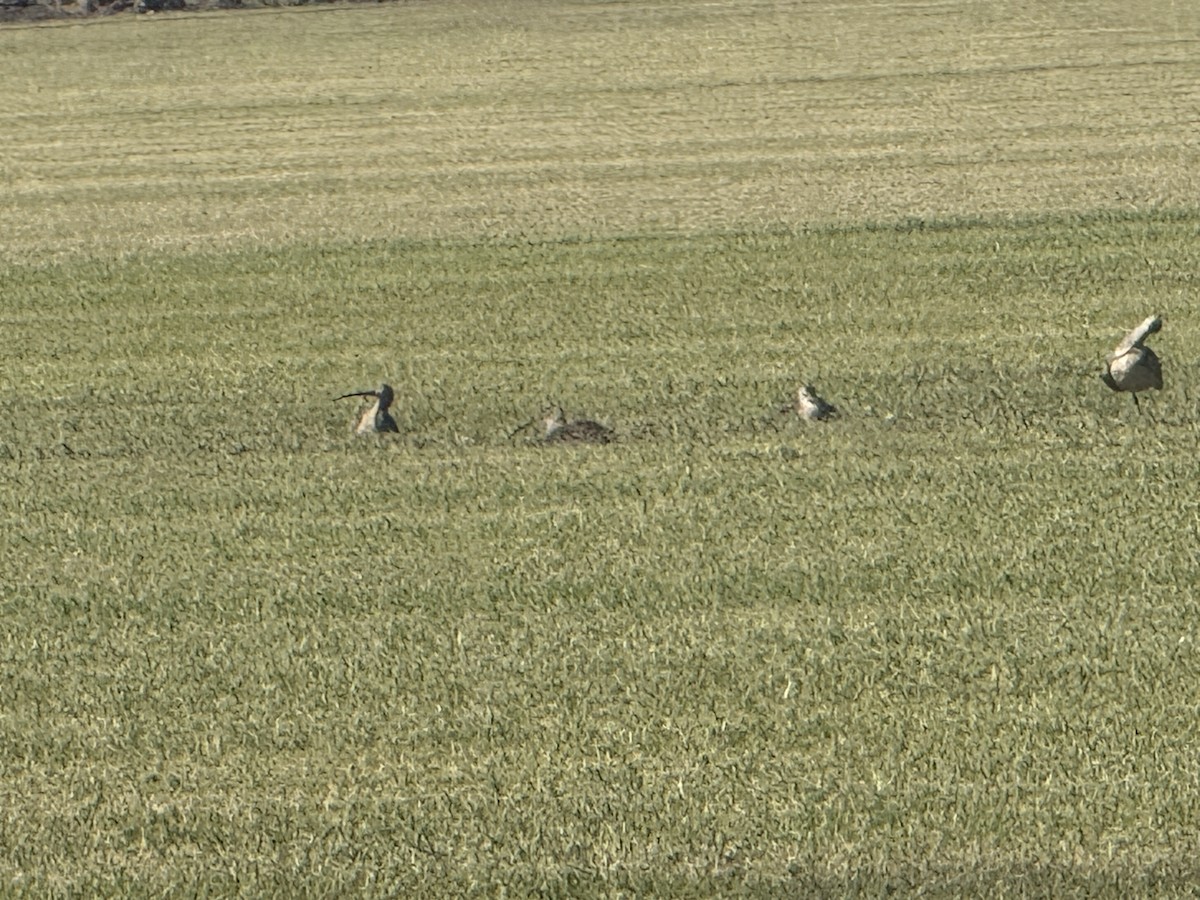 Long-billed Curlew - ML645118014