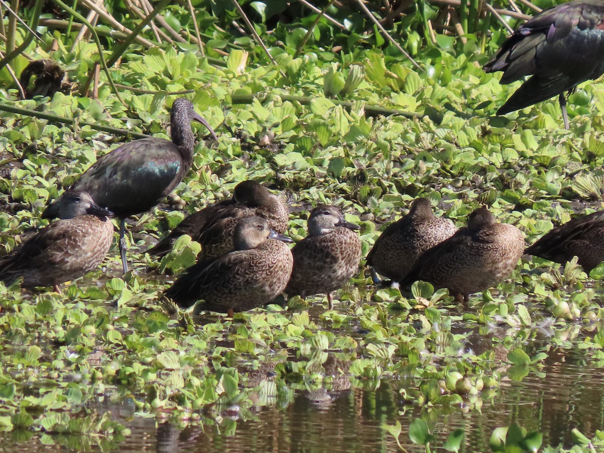 Blue-winged Teal - ML645118015