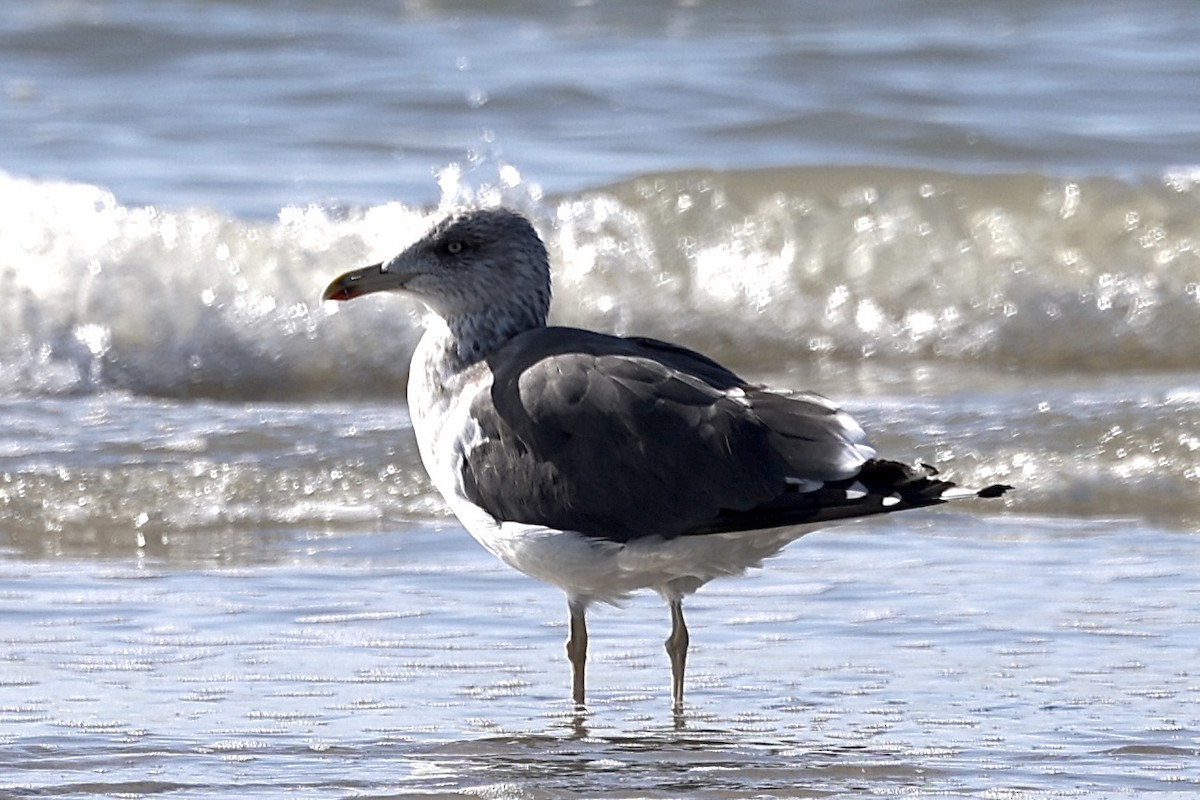 ニシセグロカモメ - ML645118016