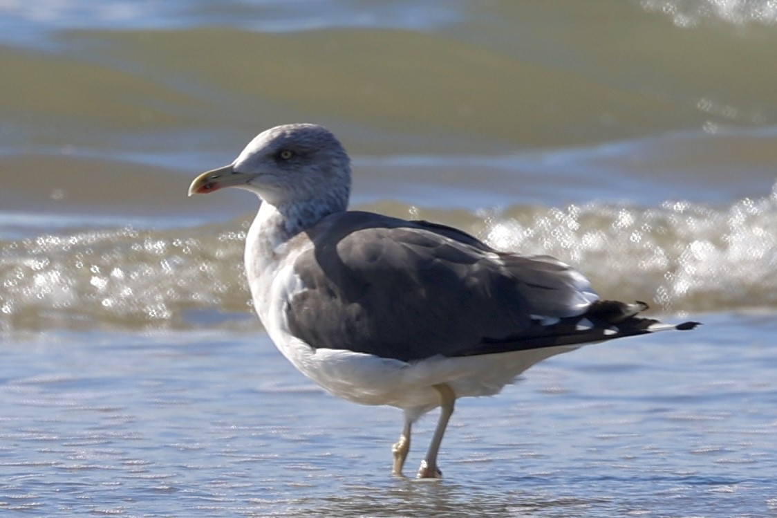 ニシセグロカモメ - ML645118017