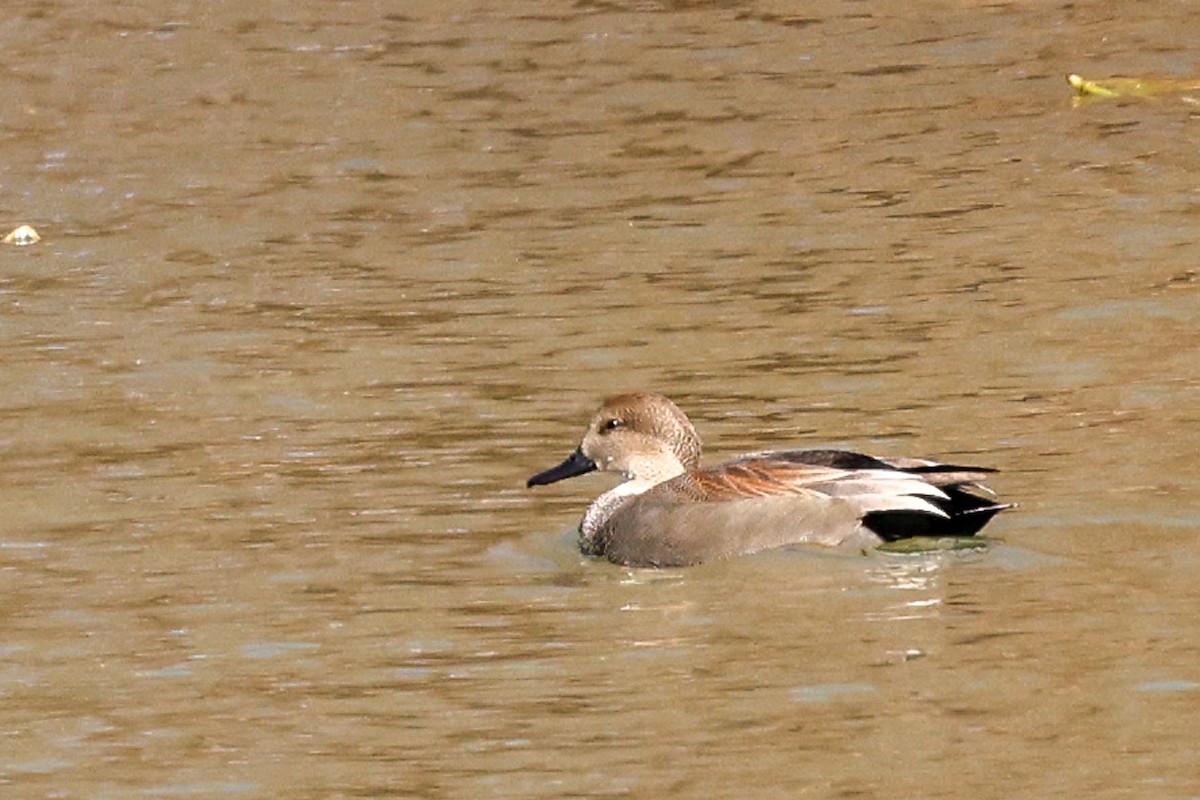 Ipar-ahatea - ML645118021