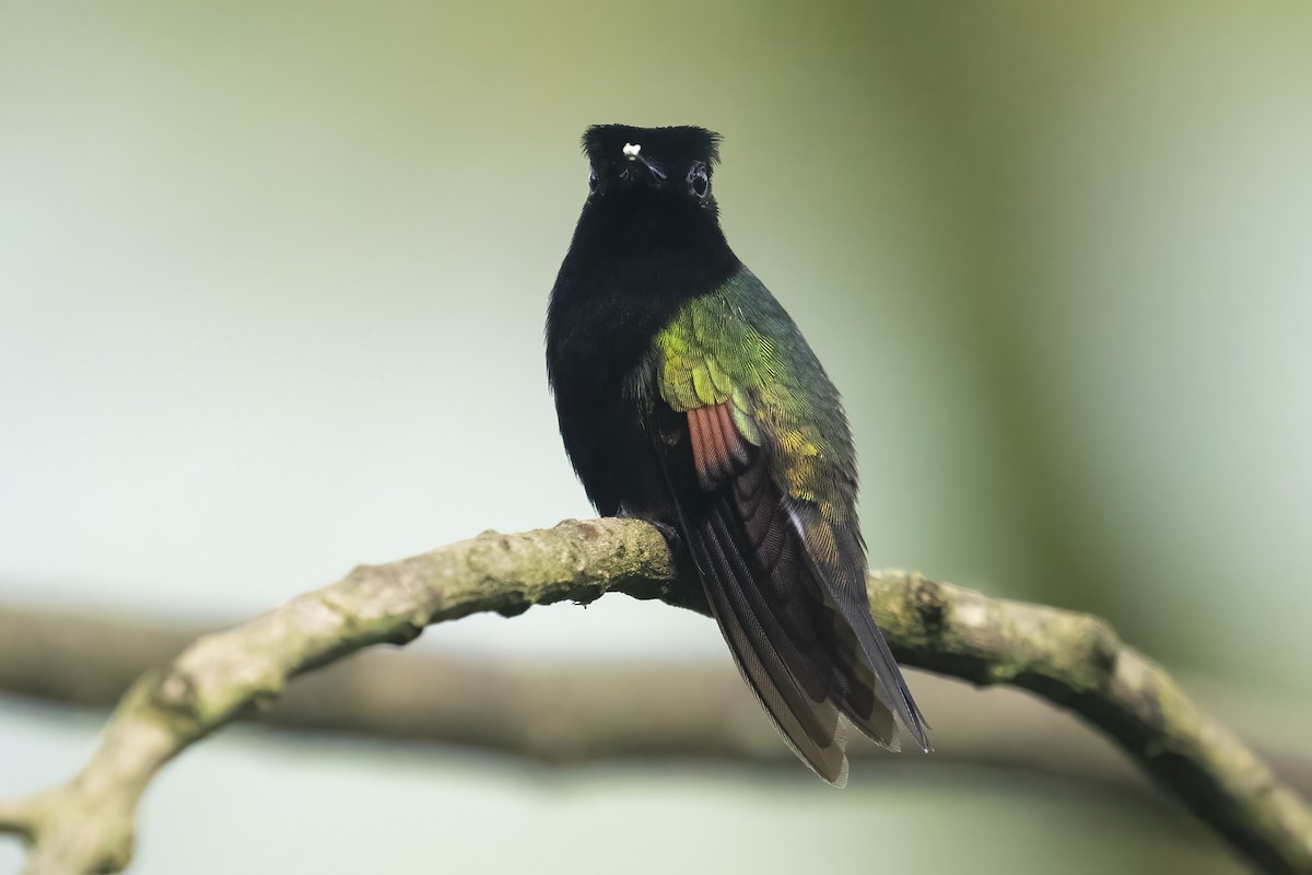 Black-bellied Hummingbird - ML645118039