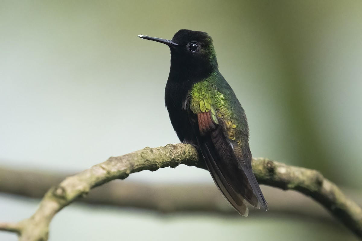 Black-bellied Hummingbird - ML645118048