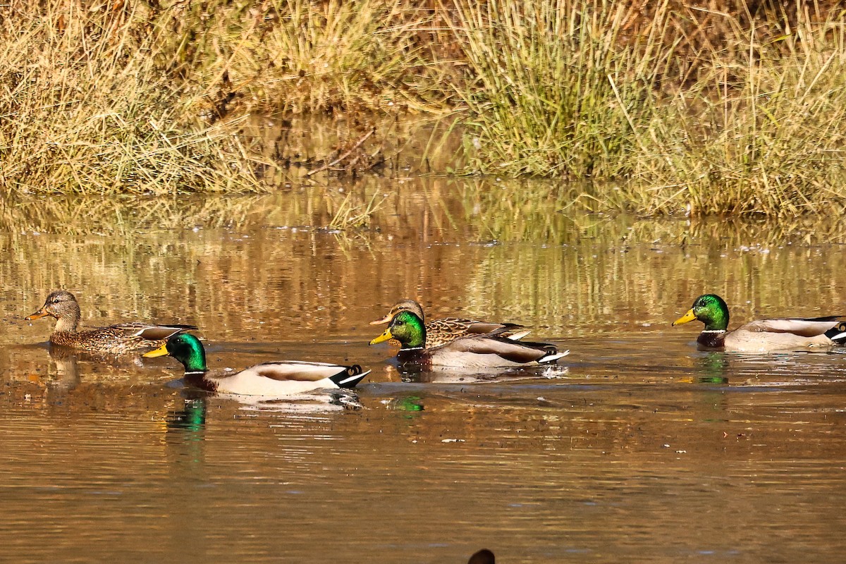 Mallard - ML645118057