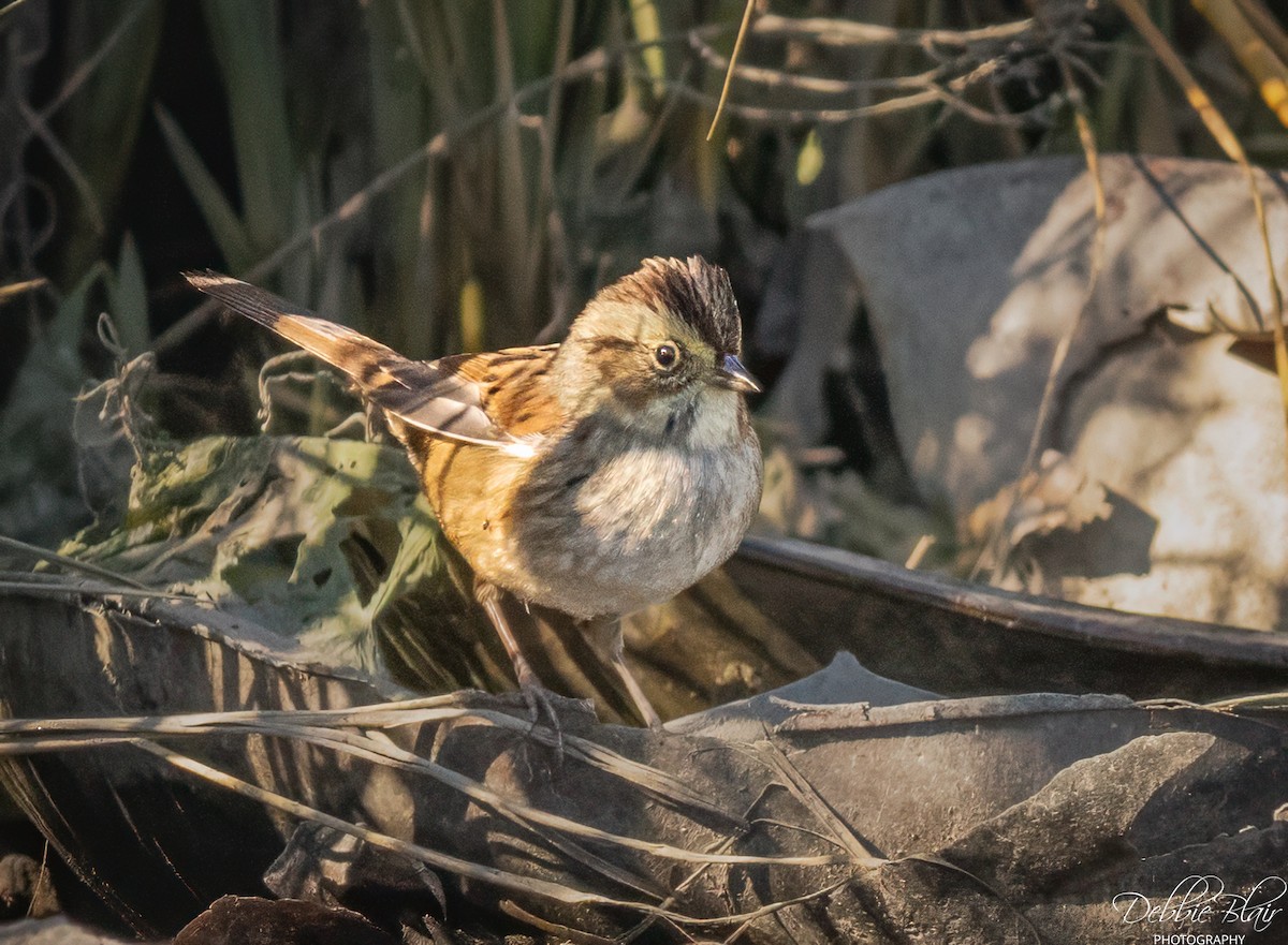 Swamp Sparrow - ML645118059