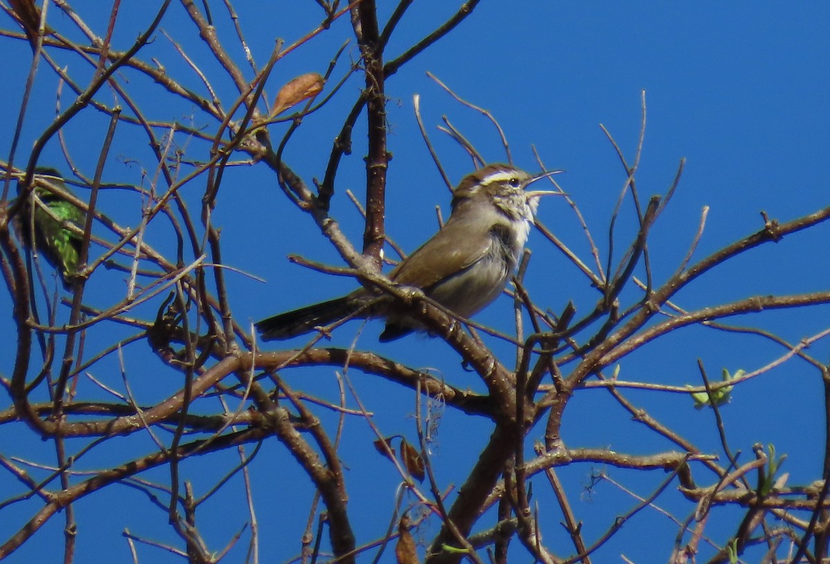 Bewick's Wren - ML645118071
