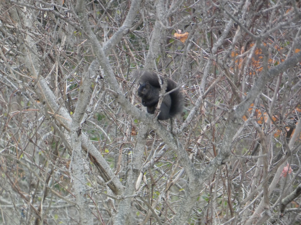Eastern Gray Squirrel - ML645118082